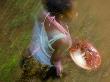 Woman Selling Fish At A Station For The Train Between Manakara And Fianarantsoa, Madagascar by Inaki Relanzon Limited Edition Pricing Art Print