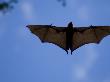 Madagascar Flying Fox Fruit Bat In Flight, Berenty Private Reserve, South Madagascar by Inaki Relanzon Limited Edition Print
