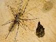 Unidentified Spider With Eggs In A Cave, Ankarana Special Reserve, Ambilobe, North Madagascar by Inaki Relanzon Limited Edition Pricing Art Print