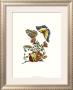 Nature's Bounty Iii by Maria Sibylla Merian Limited Edition Print
