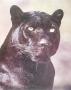 Black Panther Portrait by Ron Kimball Limited Edition Print