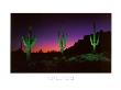 Desert Delight by Rick Anderson Limited Edition Print