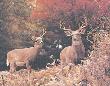 Two Bucks by Charles Alsheimer Limited Edition Print