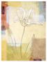 Tulip Study I by Julianne Marcoux Limited Edition Print