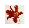 Parrot Tulip, Bright Red On White by Michael Banks Limited Edition Pricing Art Print