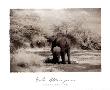 Lake Manyara I by Lorne Resnick Limited Edition Print