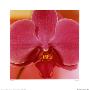 Pink Orchid by Ella Doran Limited Edition Print