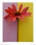 Echinacea by Deborah Schenck Limited Edition Pricing Art Print