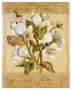 Magnolia Ll by Shari White Limited Edition Print
