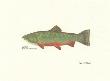 Brook Trout by Ron Pittard Limited Edition Pricing Art Print