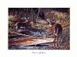 Whitetailed Deer by Bernie Jensen Limited Edition Print