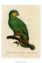 Barraband Parrot No. 110 by Jacques Barraband Limited Edition Pricing Art Print