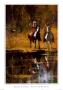 Eyes Of The Blackfoot by Richard D. Thomas Limited Edition Print