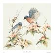 Eastern Bluebird Iii by Jean Cassady Limited Edition Print