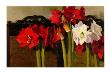 French Screen And Dutch Amaryllis by Shirley Novak Limited Edition Pricing Art Print