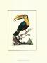 Toco Toucan by Sydenham Teast Edwards Limited Edition Print