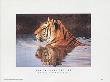 Tiger Reflection by Robert Cushman Hayes Limited Edition Print