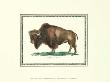 American Bison by George Shaw Limited Edition Print