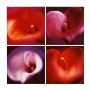 Four Calla Lilies by Anna Halm-Schudel Limited Edition Print