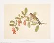 Goldfinch by Frances Le Marchant Limited Edition Print