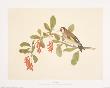 Goldfinch by Frances Le Marchant Limited Edition Print