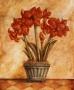 Red Amaryllis by Tina Chaden Limited Edition Pricing Art Print