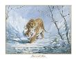 Tiger In The Snow by Silvia Duran Limited Edition Pricing Art Print