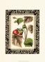 Zebra Bordered Botanical I by Charles Francois Sellier Limited Edition Print