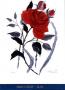 Rose by Henry Howells Limited Edition Print