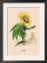 Soleil by J.J. Grandville Limited Edition Pricing Art Print