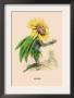 Soleil by J.J. Grandville Limited Edition Print