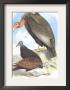 California Condor, Turkey Buzzard, And Carrion Crow by Theodore Jasper Limited Edition Print
