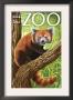 Visit The Zoo - Red Panda, C.2009 by Lantern Press Limited Edition Print