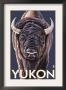 Yukon, Canada - Bison Up Close, C.2009 by Lantern Press Limited Edition Print