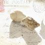 Postal Shells I by Deborah Schenck Limited Edition Print