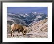 Bighorn Sheep, Yellowstone National Park, Wy by Amy And Chuck Wiley/Wales Limited Edition Print