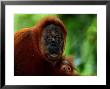 Mother Orangutan With Baby, Pongo Pygmaeus by Robert Franz Limited Edition Print