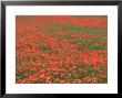 Field Of Poppies, Burgenland, Austria by Walter Bibikow Limited Edition Print