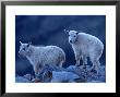Mountain Goats On Mt. Evans, Co by Don Grall Limited Edition Print