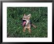Coyote Pup Yawning, Canis Latrans, Mn by Robert Franz Limited Edition Print