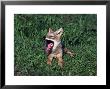 Coyote Pup Yawning, Canis Latrans, Mn by Robert Franz Limited Edition Pricing Art Print