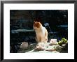 Cat On Table At A Cafe, Paris, Fr by Ken Glaser Limited Edition Print