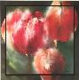Spring Flower Ii by Greetje Feenstra Limited Edition Pricing Art Print