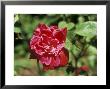 Rosa Serratipetala (China Rose) Mottisfont Abbey by David Askham Limited Edition Print