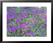 Delosperma Cooperi by Philippe Bonduel Limited Edition Pricing Art Print