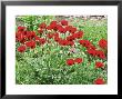 Papaver Commutatum Ladybird by Mark Bolton Limited Edition Pricing Art Print