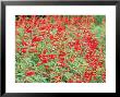 Pineapple Sage (Salvia Elegans) Red Flower September by Mark Bolton Limited Edition Print