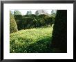 View Across Informal Wild Garden To Formal Lawn With Tall Undulating Taxus Hedges, Forde Abbey by Mark Bolton Limited Edition Print