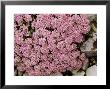 Alyssum Spinosum Roseum by Mark Bolton Limited Edition Print