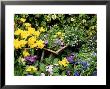 Daffodil, Primrose, And Grape Hyacinth by Lynne Brotchie Limited Edition Print